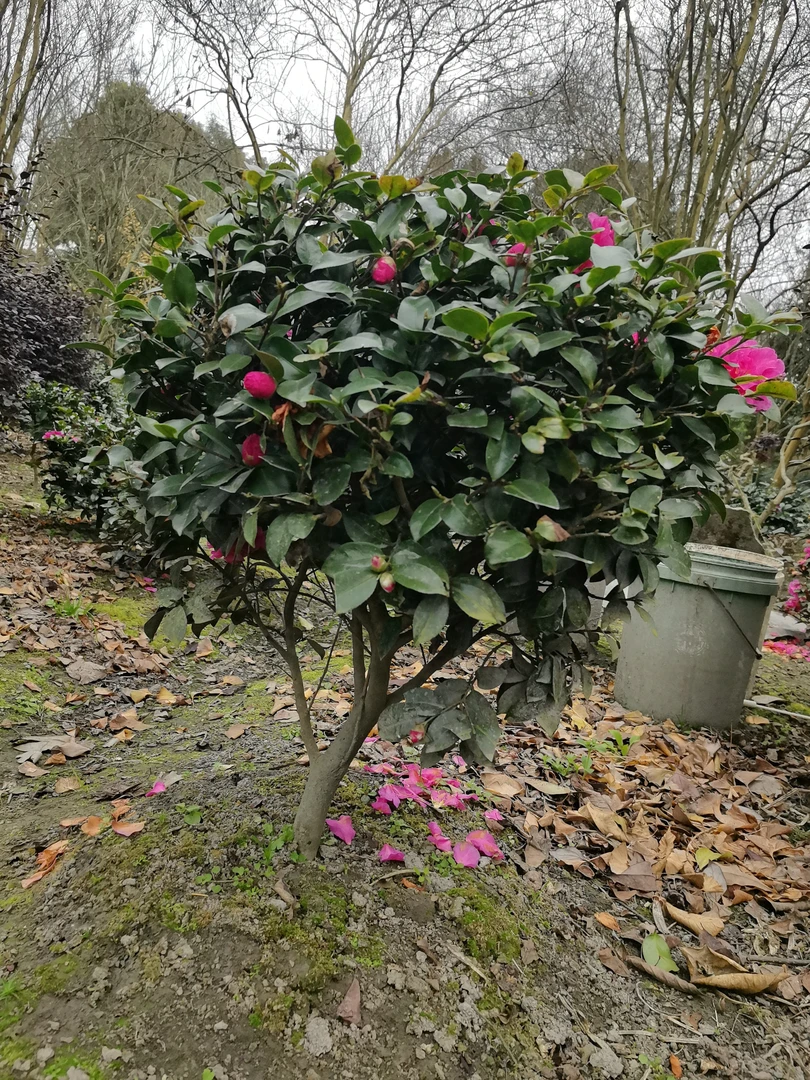 茶梅盆栽带花苞重瓣耐寒好养四季常青室内外庭院花卉植物树苗
