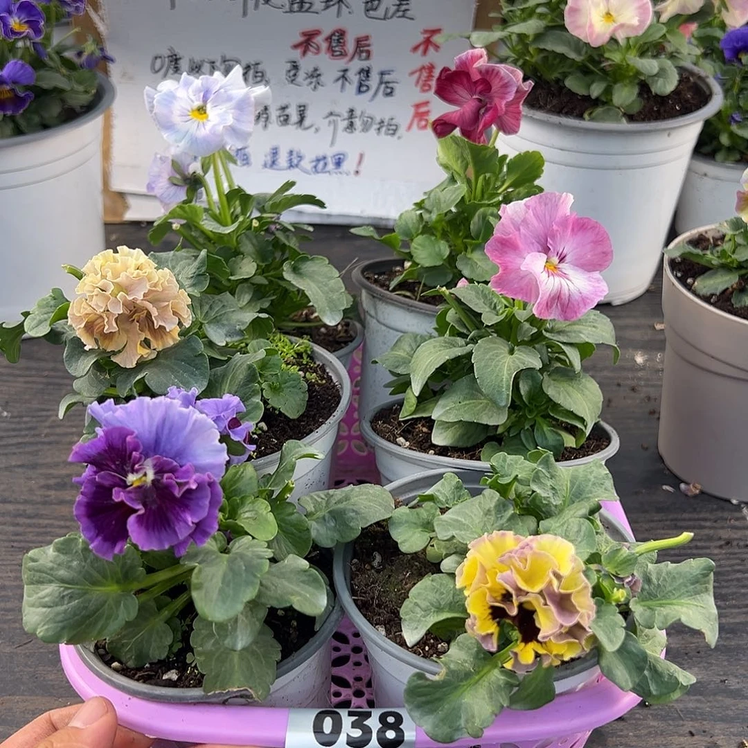 大部分花苞少量开放038号