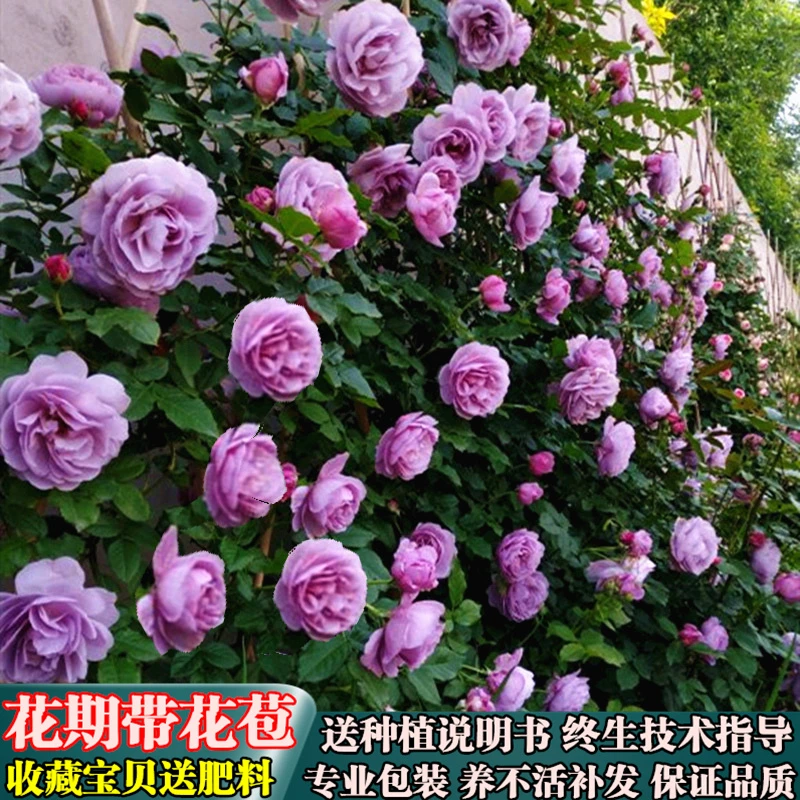 薰衣草花环-爬墙爬藤月季花苗蓝紫色藤本多花蔷薇花园阳台
