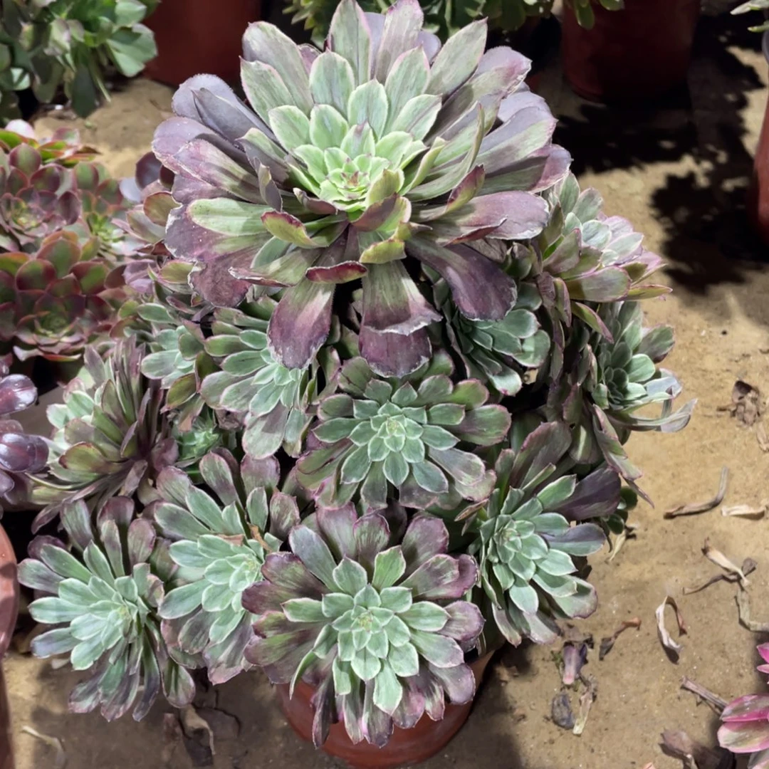 宥***妈277水墨多肉法师断枝不包