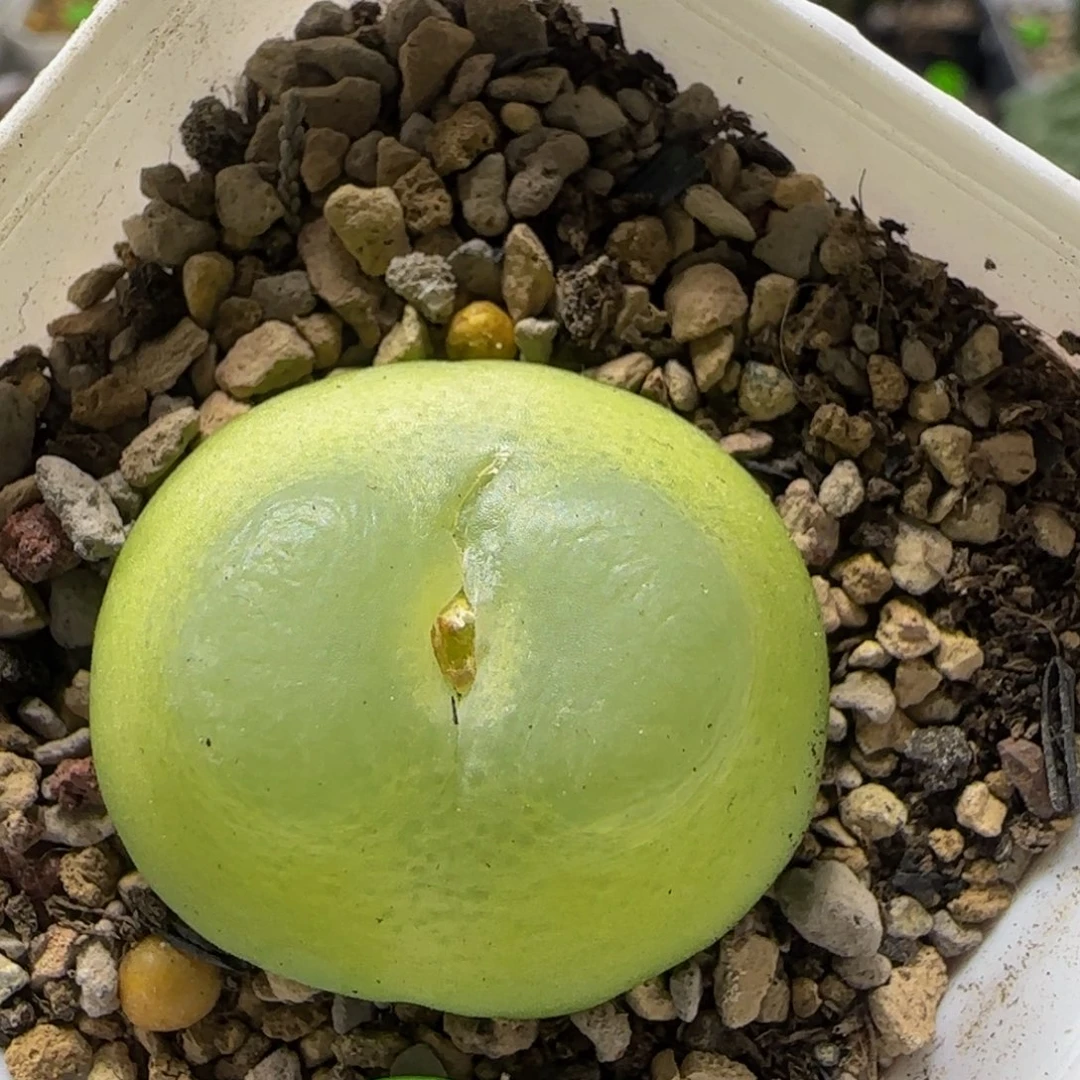 拉登2.8+多肉植物338