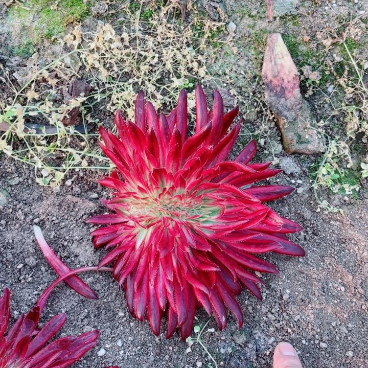 朱雀缀化没根发货