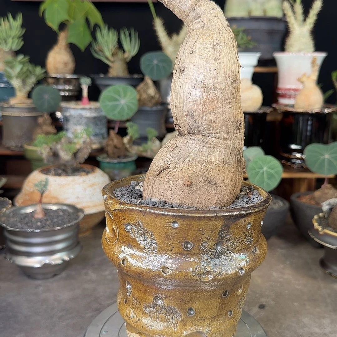 一物一拍奇异油柑11