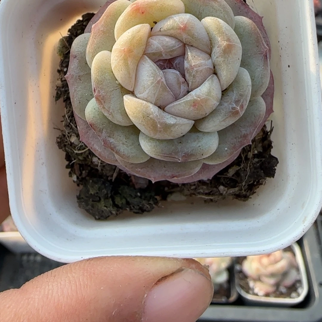 多肉小卡拉米糖心一物一拍