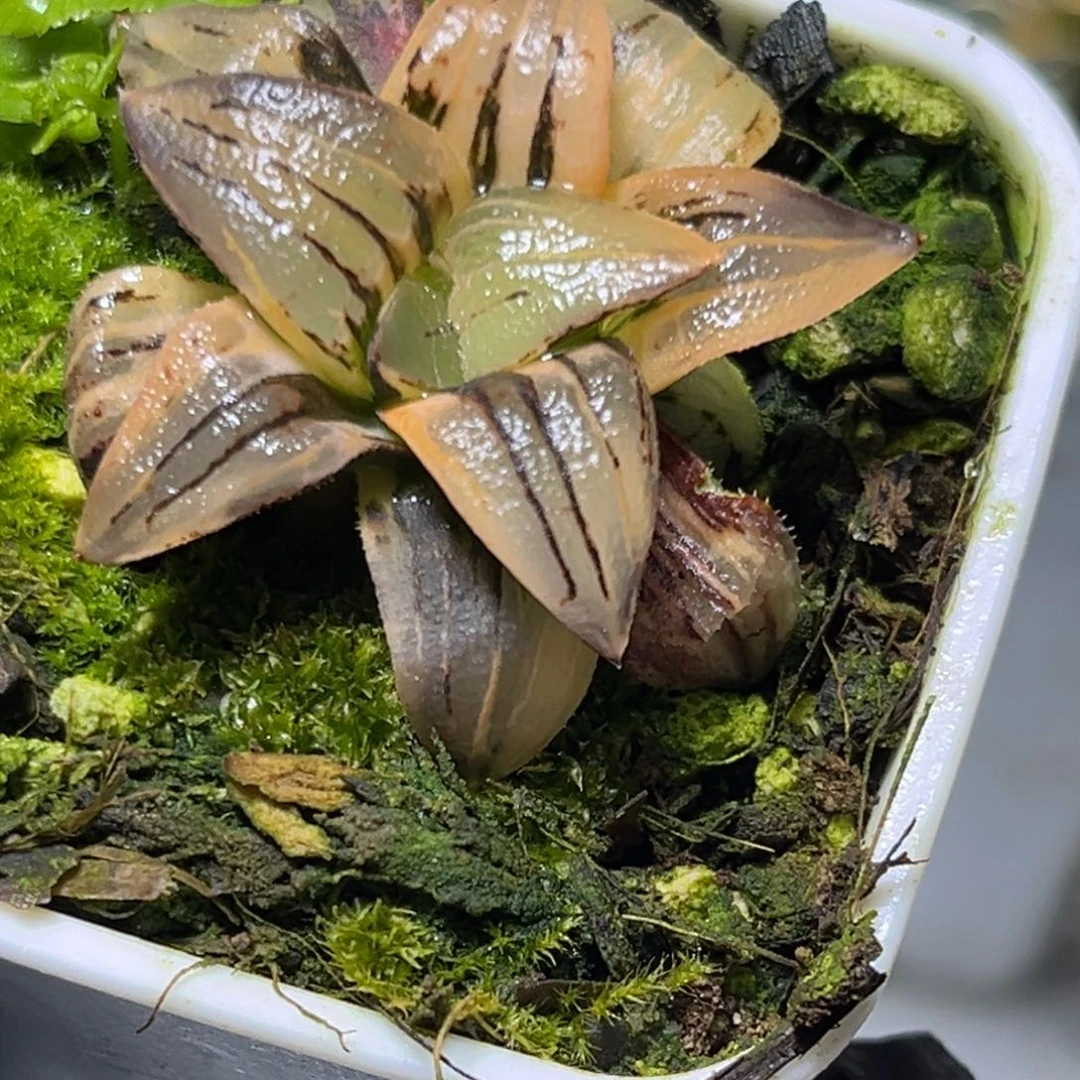 十二卷多肉1400红纹