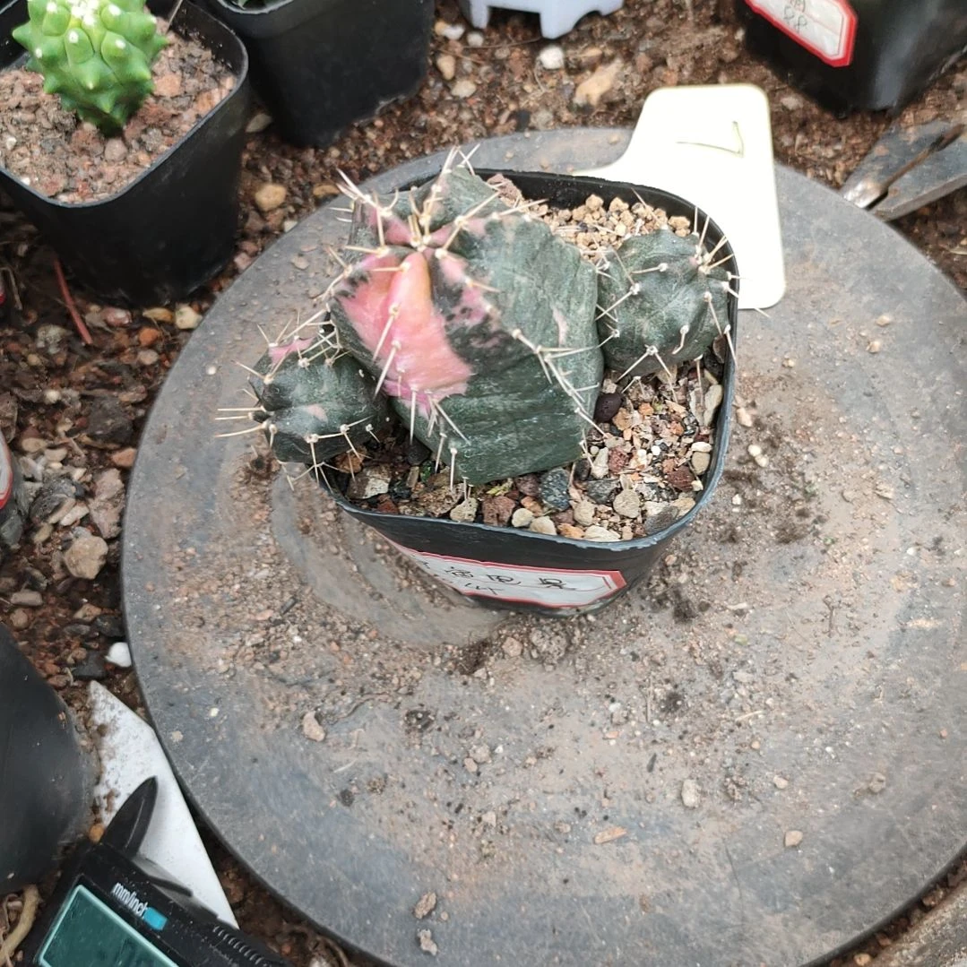 宇宙锦一一一一一