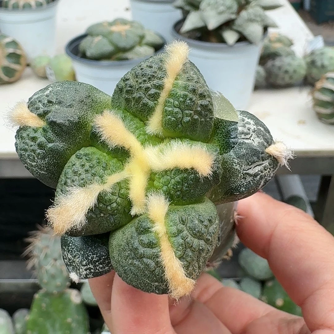 【闪购商品】无花朵梦***焙连山331