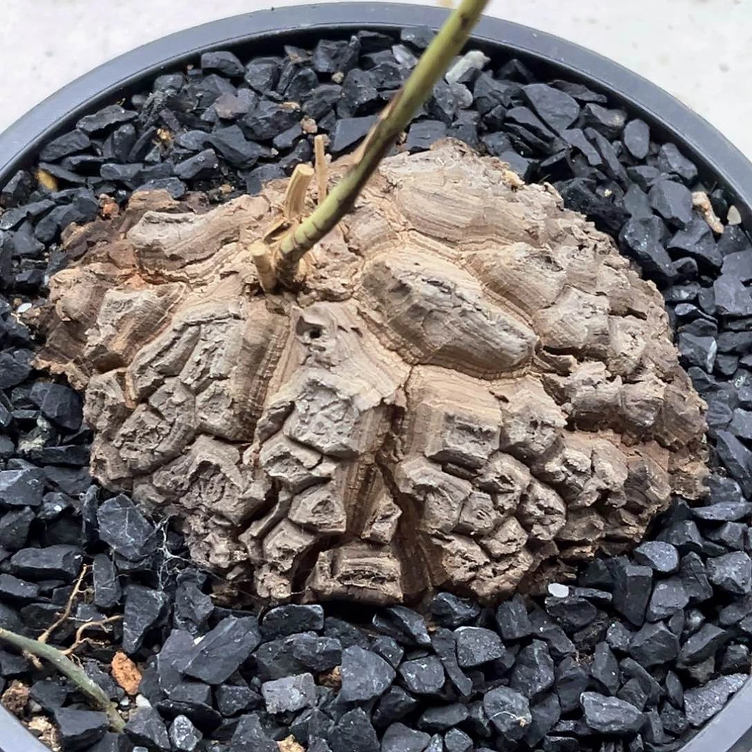 潮流植物深裂甲墨西哥龟
