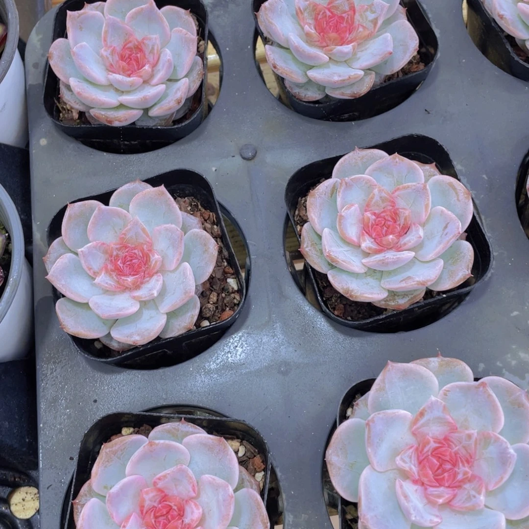 770号 钻石糖心粉黛珍妮一个