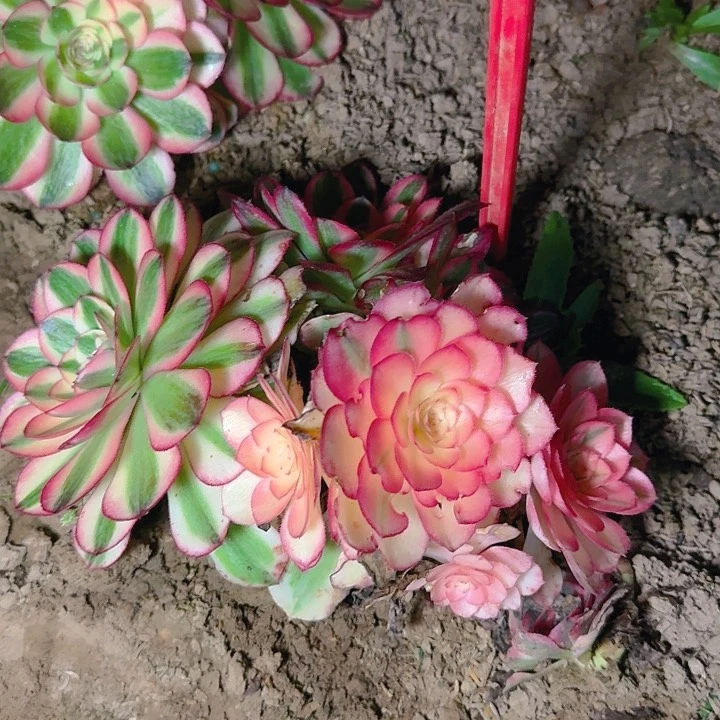 5-113倾城多肉法师