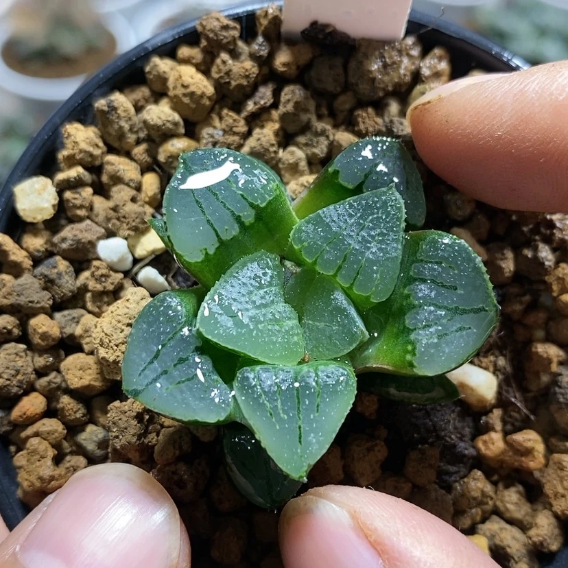 【闪购商品】360实生