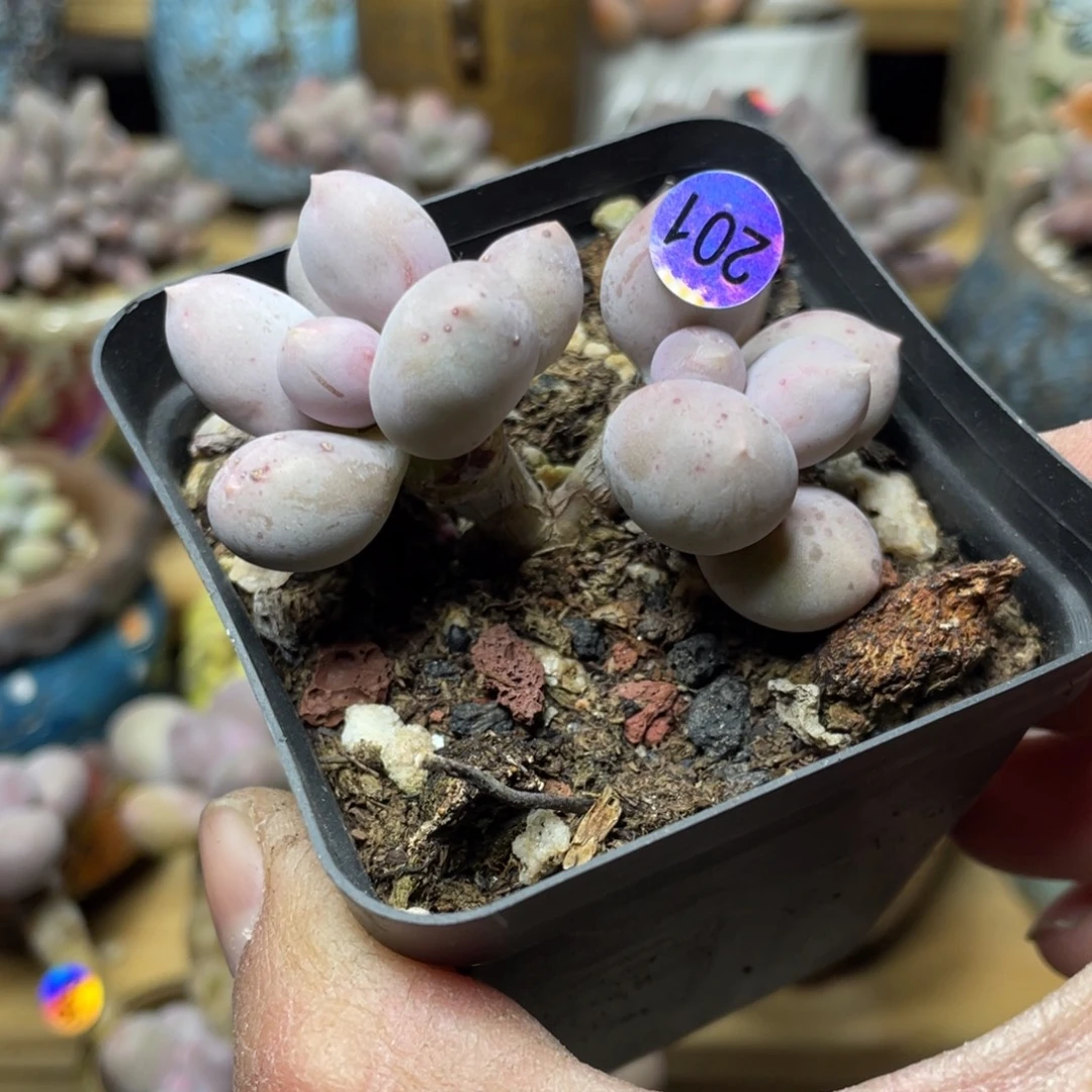 奶酪杂交多肉植物