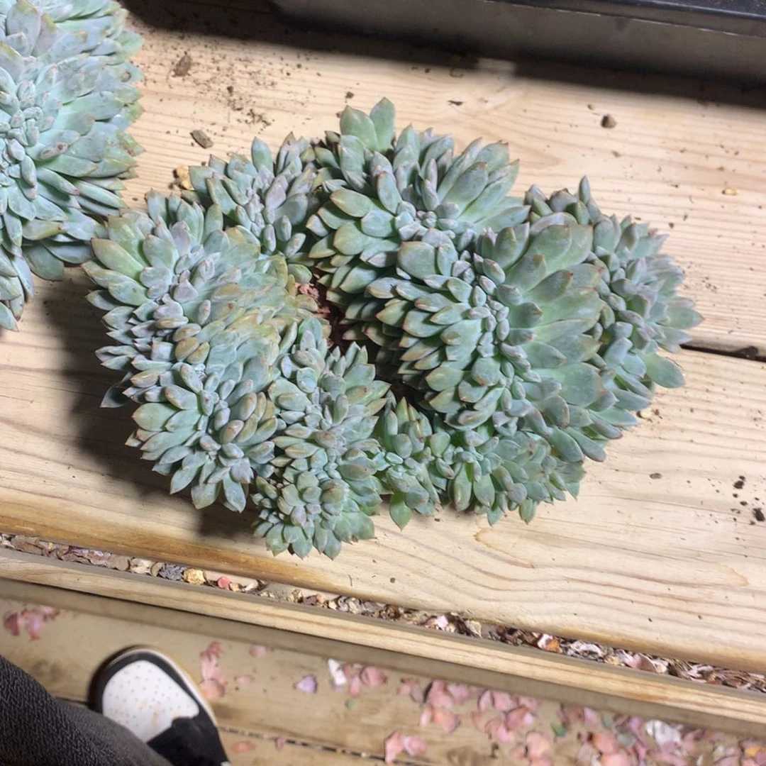 星***星星的星影缀化多肉一颗19-20厘米