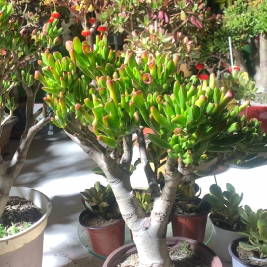 ?***娟R8纤纤玉指脱土发货