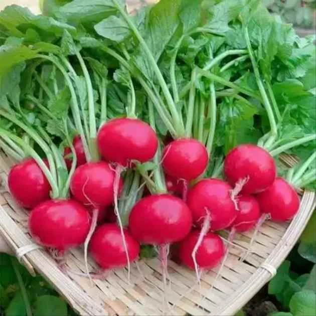 攀枝花高山沙地樱桃小罗卜 又脆又甜 生吃凉拌做泡菜佳品3斤装