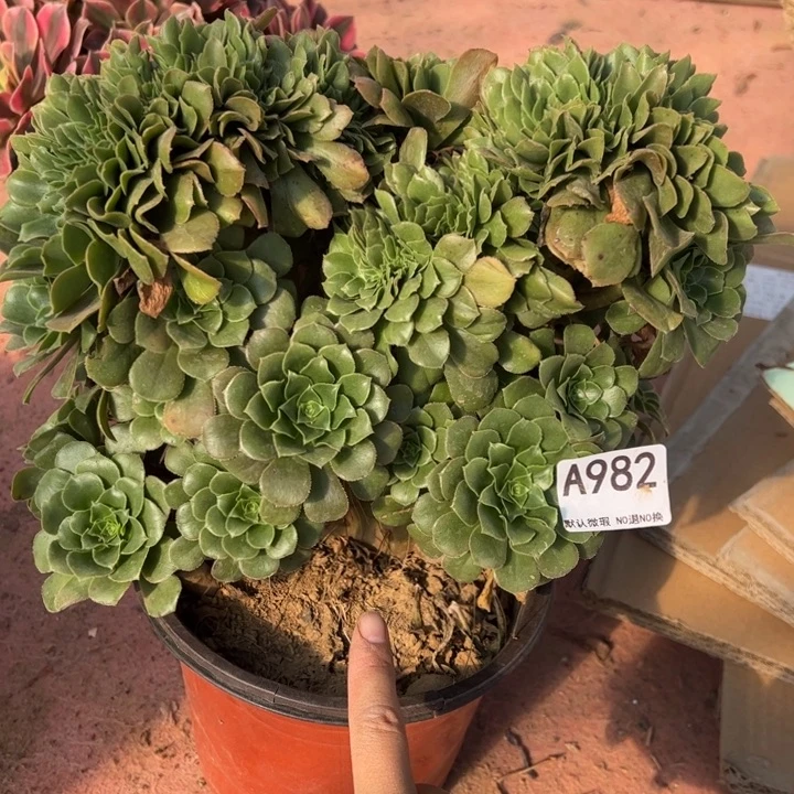 绿缀多肉植物982.