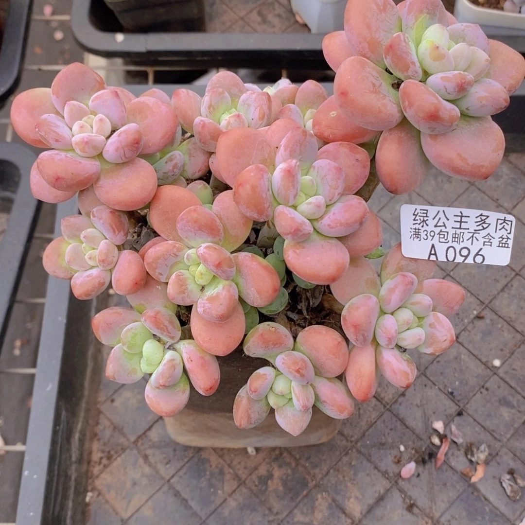 樱花洛神15cm096多肉植物