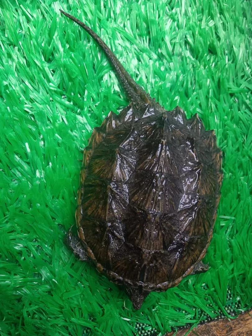 【直播间选龟一物一拍】外塘冷水北美鳄鱼龟苗包邮包活