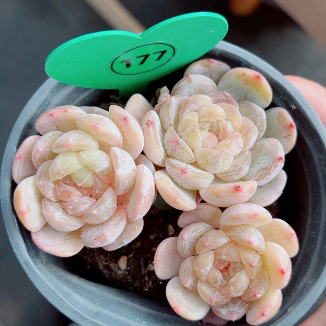 177号小老桩白恋群