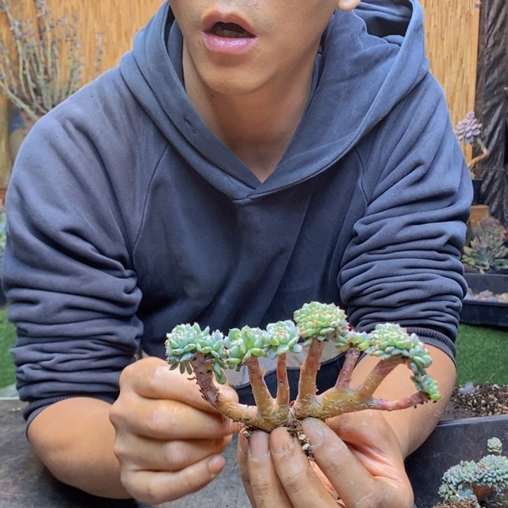 张****白胖子小树一拍多肉植物459