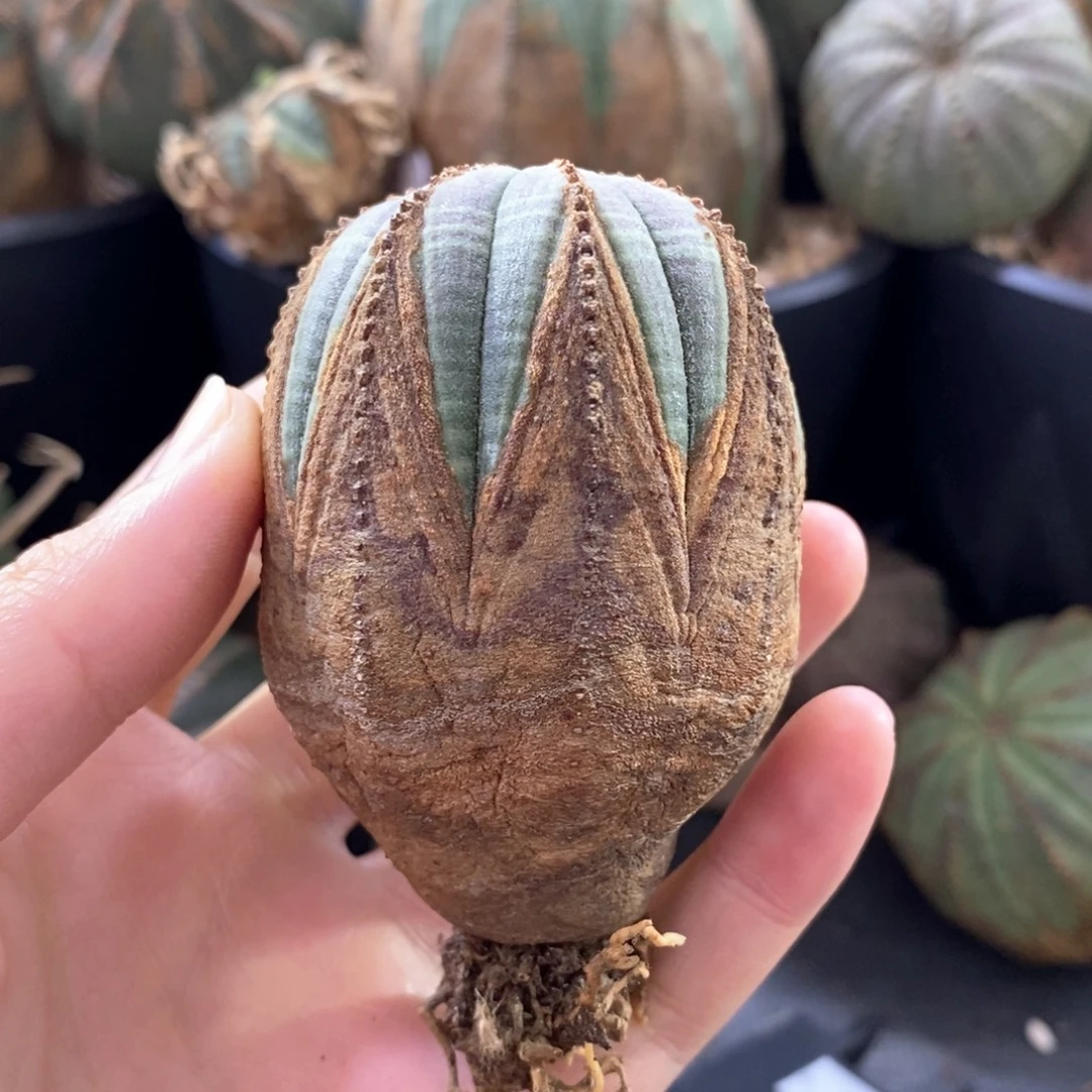 9布纹球精品一物一拍