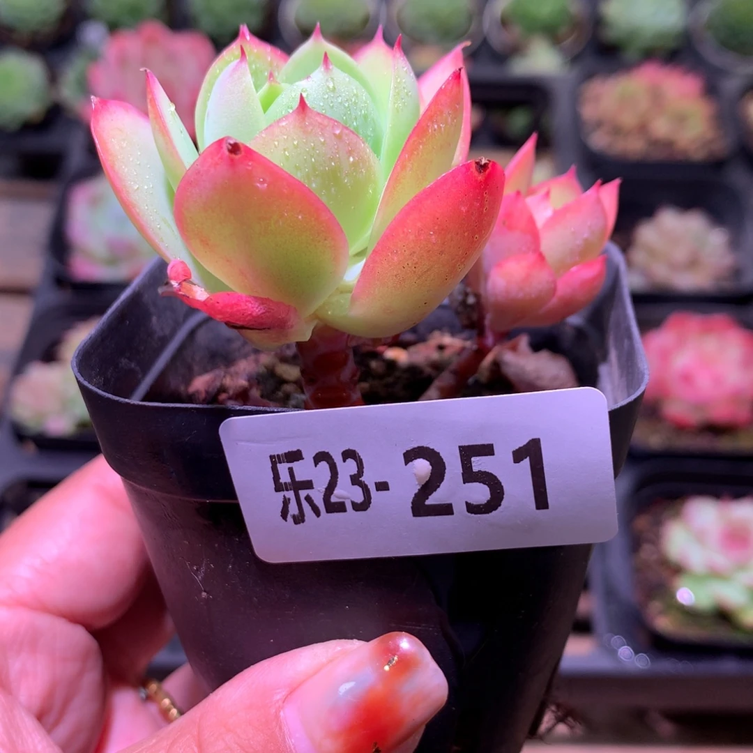 乐然23-251 桃花石