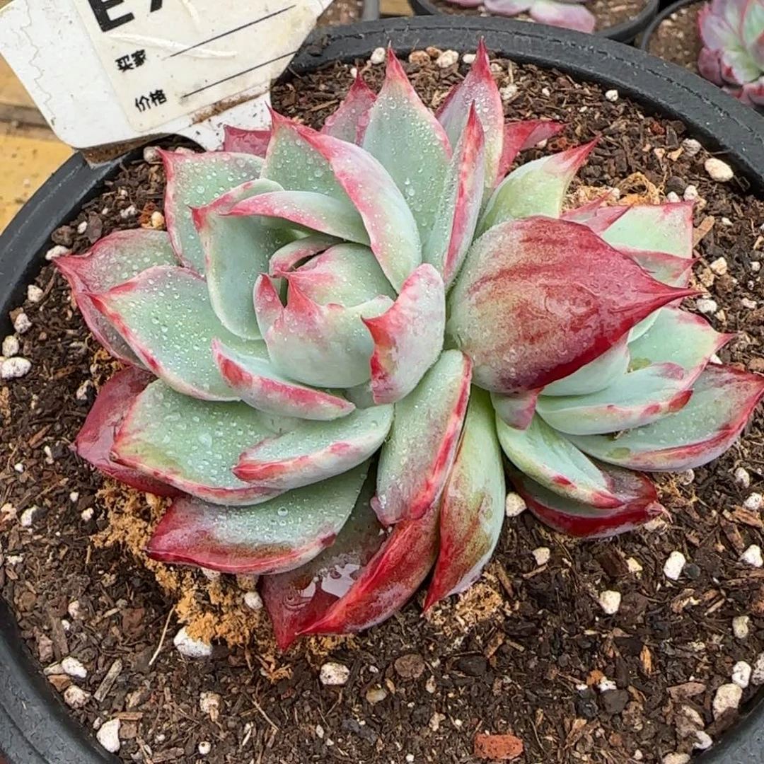 惊鸿一物一拍包装收缩花757