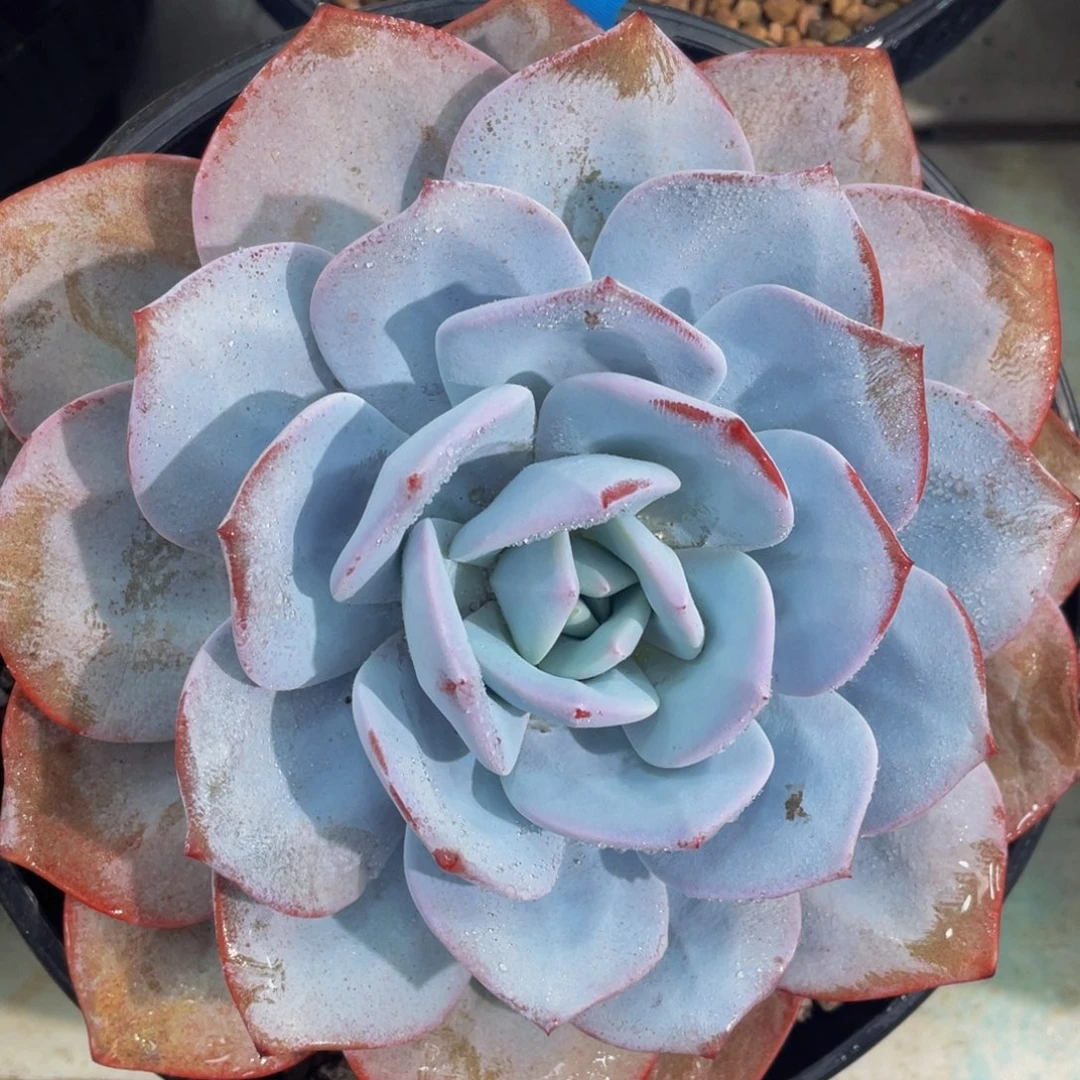 0926-36-韩版奶茶母本大单头一颗