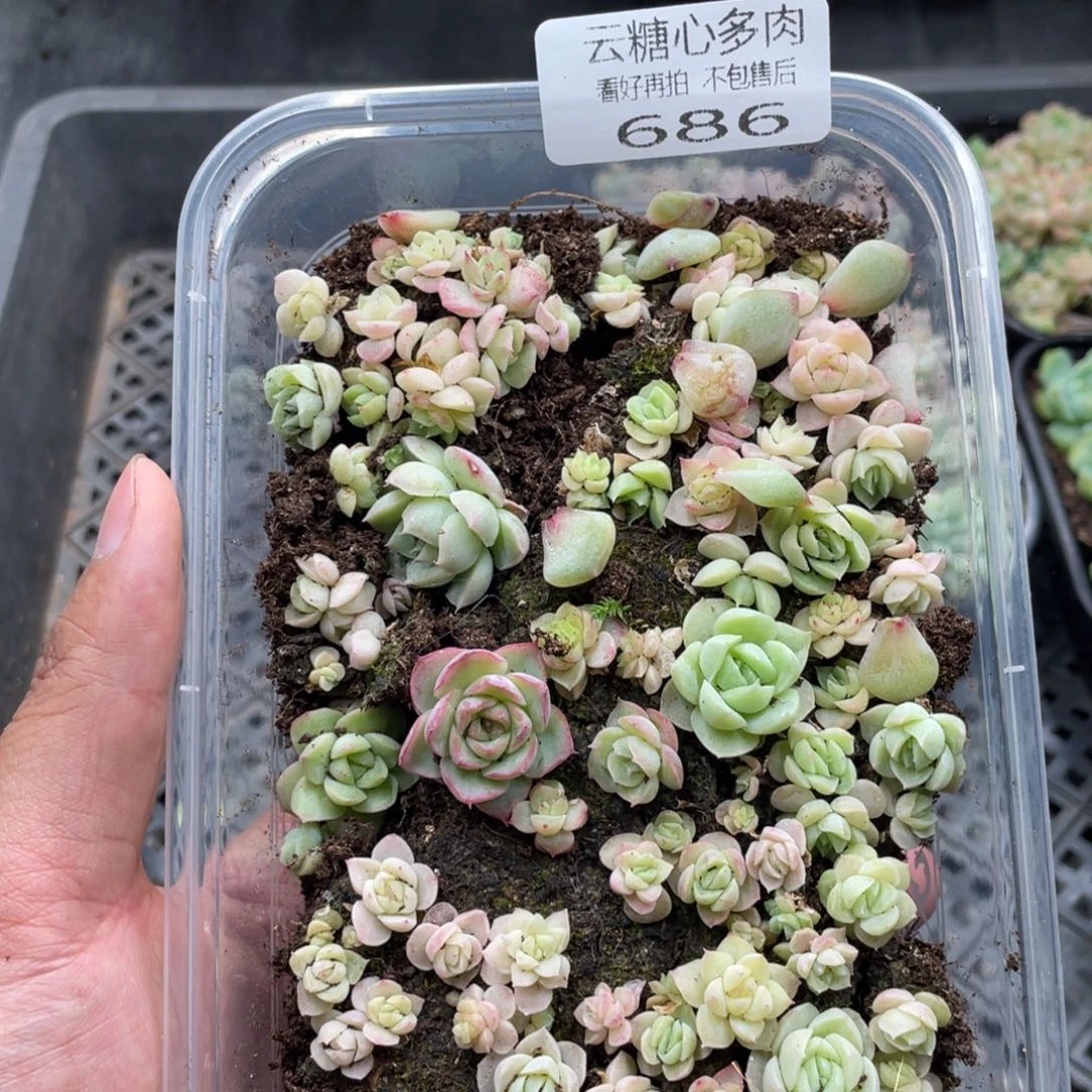 云糖心多肉植物686