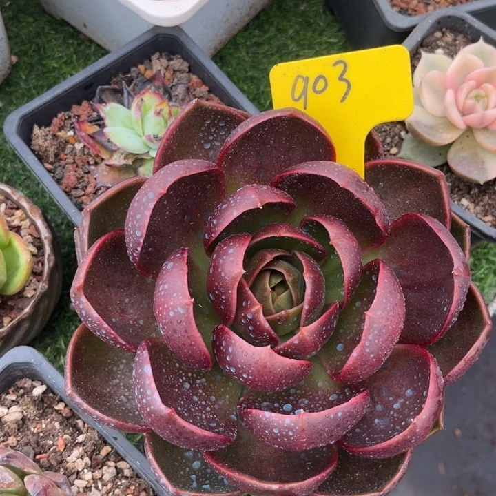 芳***芳903 8968786878888788888
