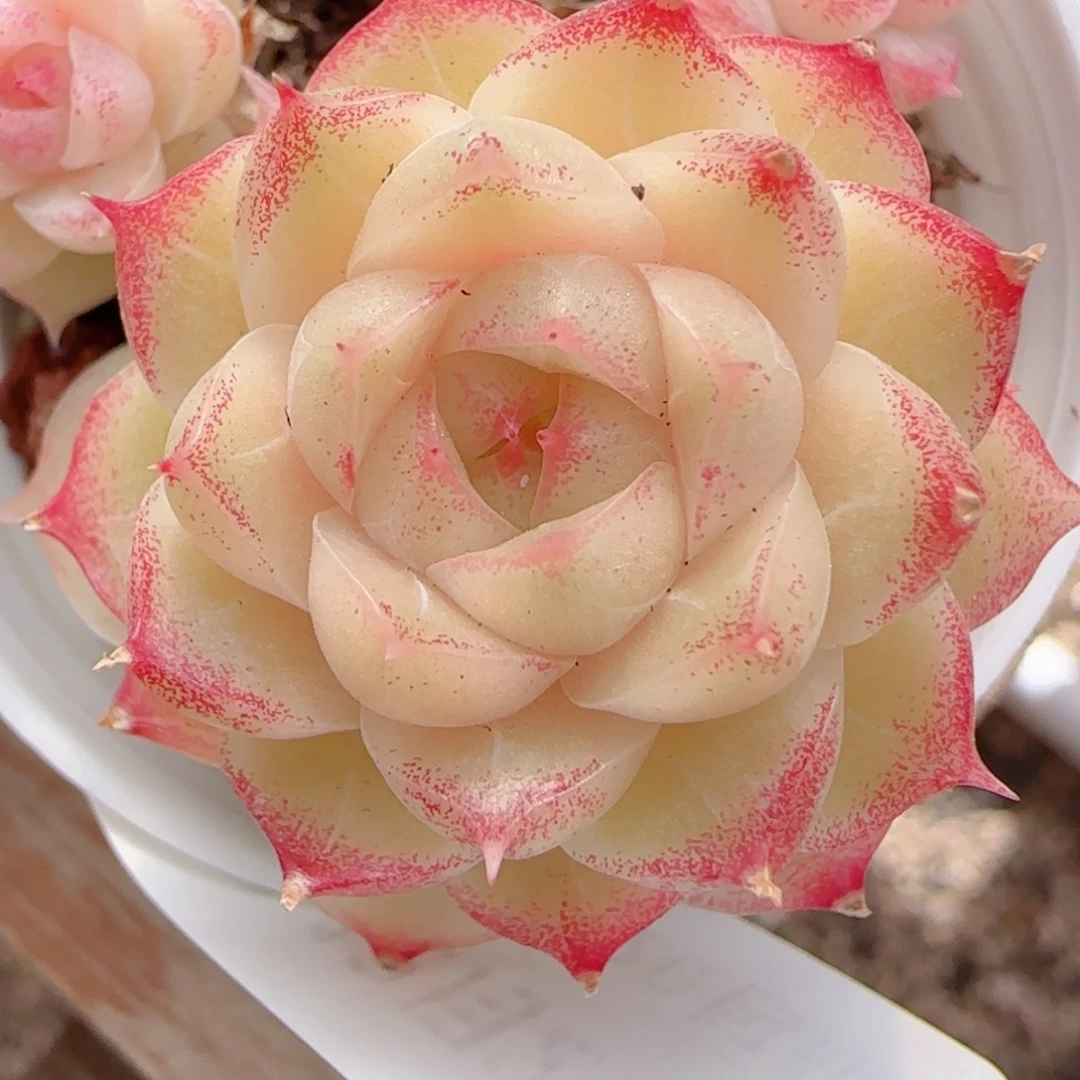 幸***.花语多肉1229-109散