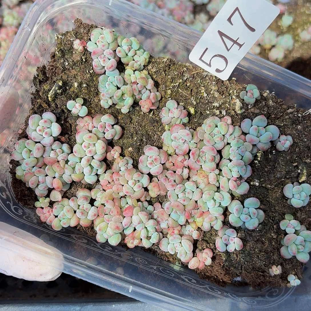 多肉植物多肉植物547