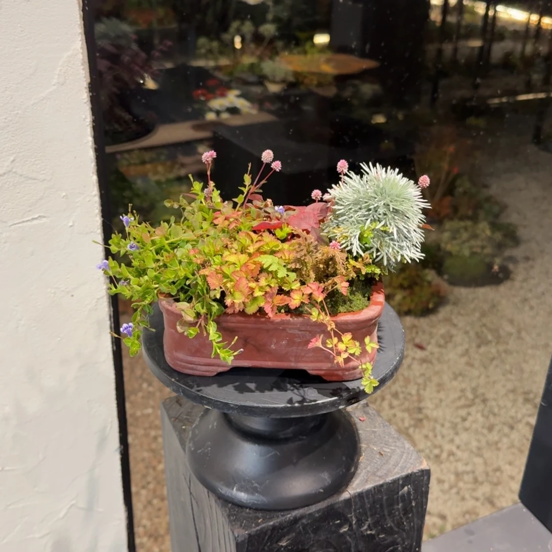 全部花朵山野草紫砂