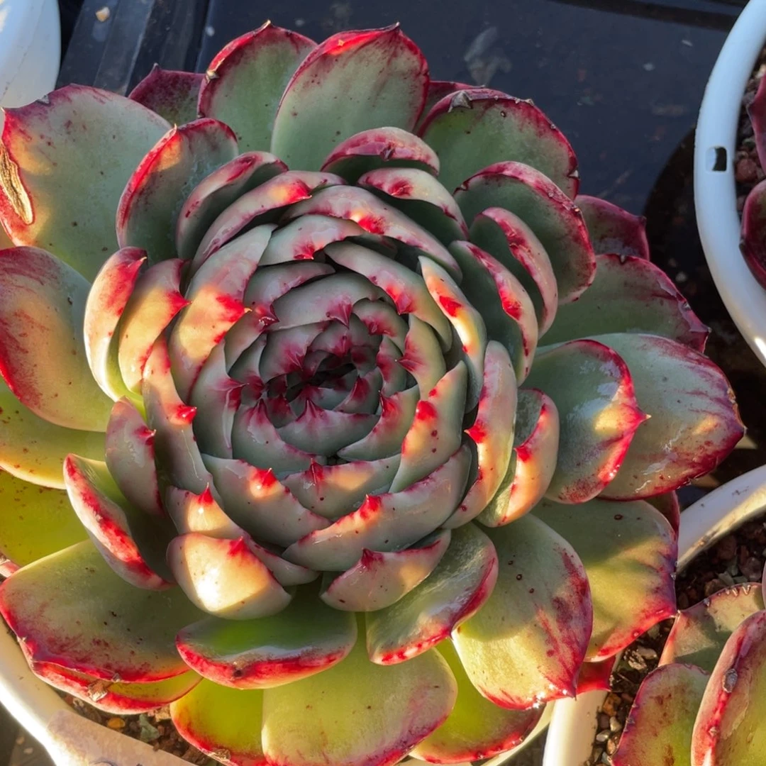 惊鸿仙子冠服21左右