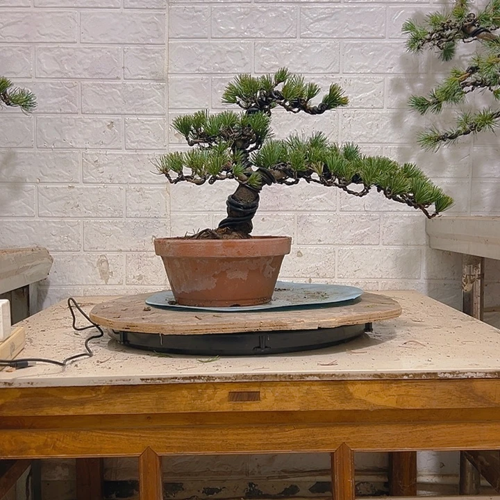 无花朵五针松老桩老松