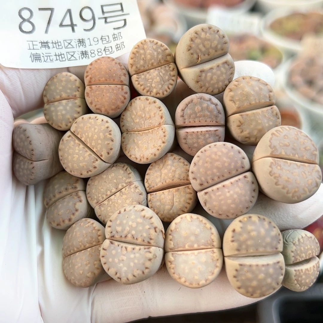 8749四年饼干19颗1.5cm左右有点干特价出