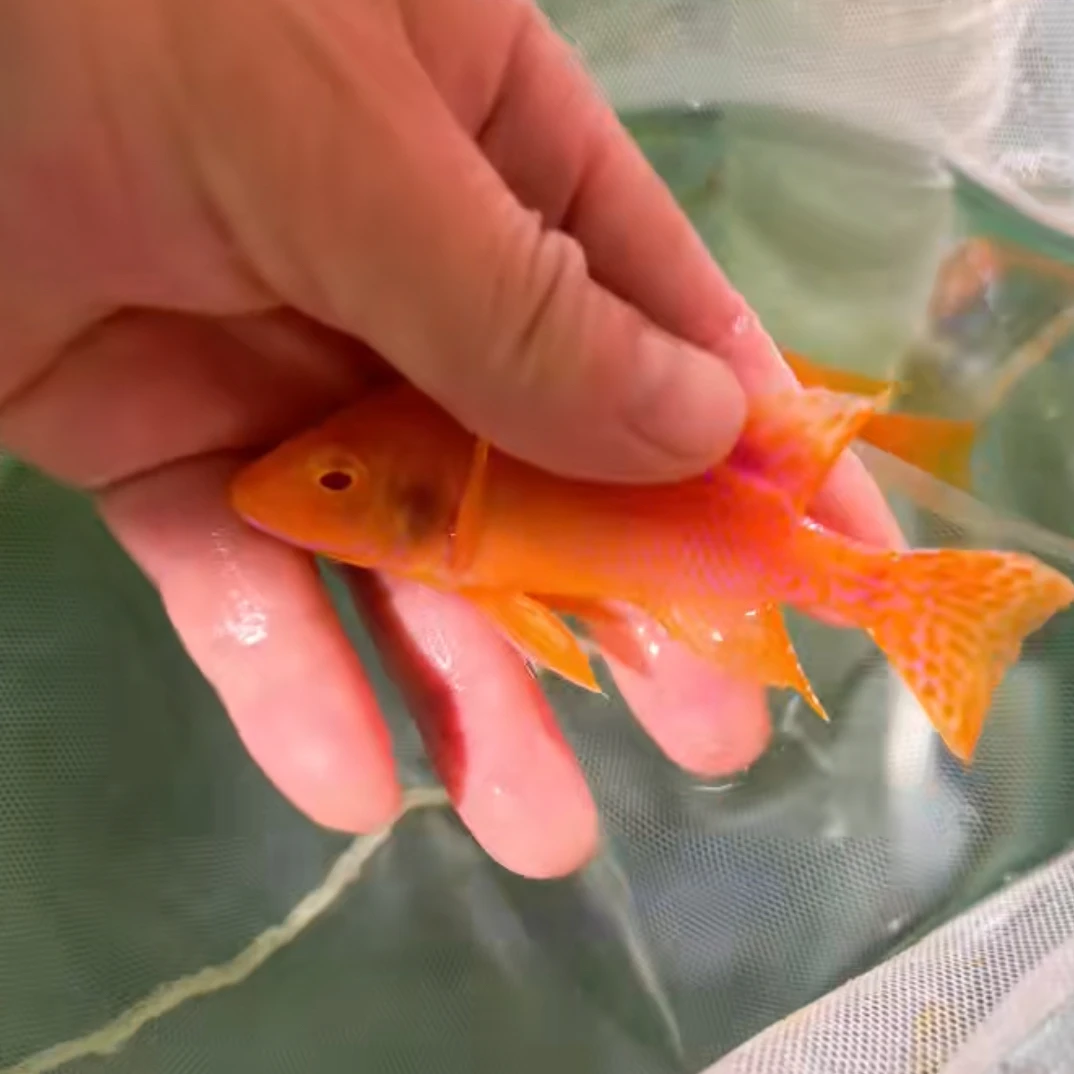 赤瞳火焰红 公 发色完美