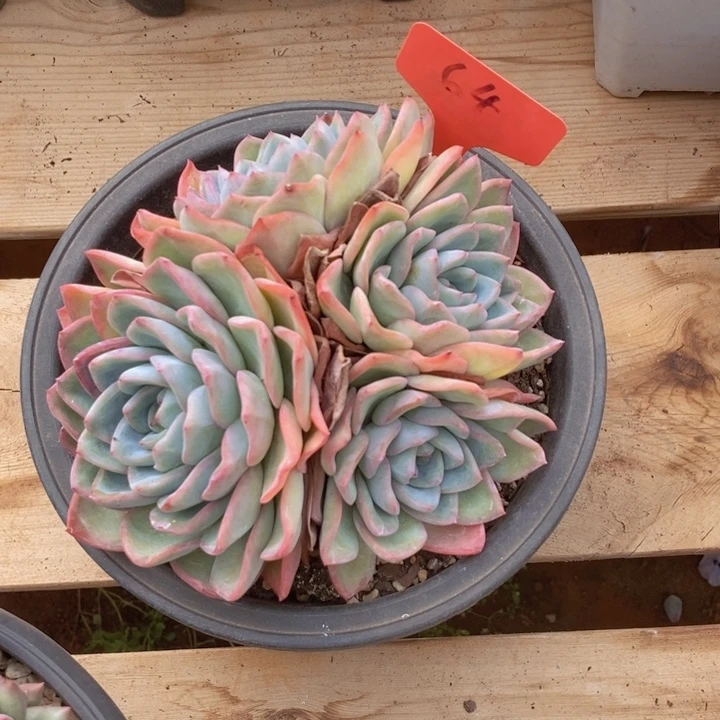 这么多事要等下星期