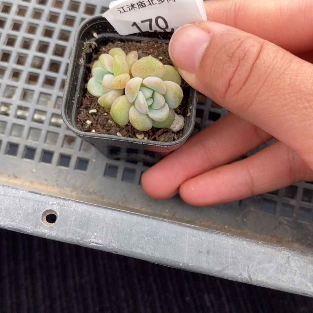 标签170伊人泪一个多肉