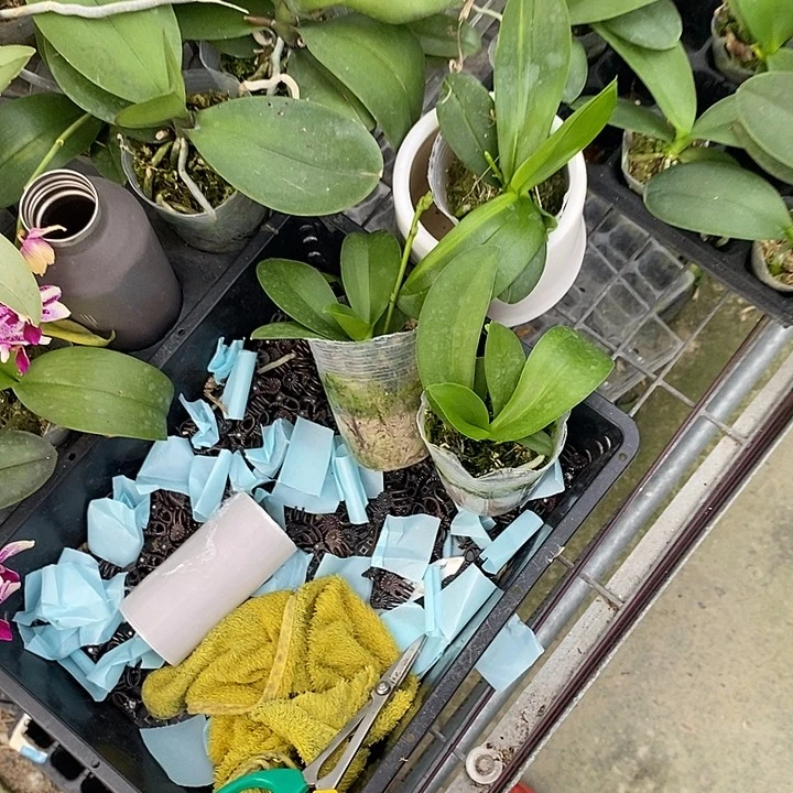 当前无花栽培后可以开花变异葡萄