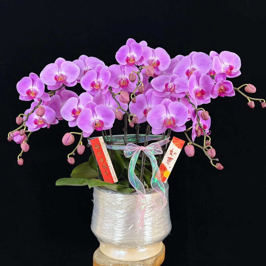 【粉冠军】粉色系大花 年宵花 带花带花苞蝴蝶兰室内花卉