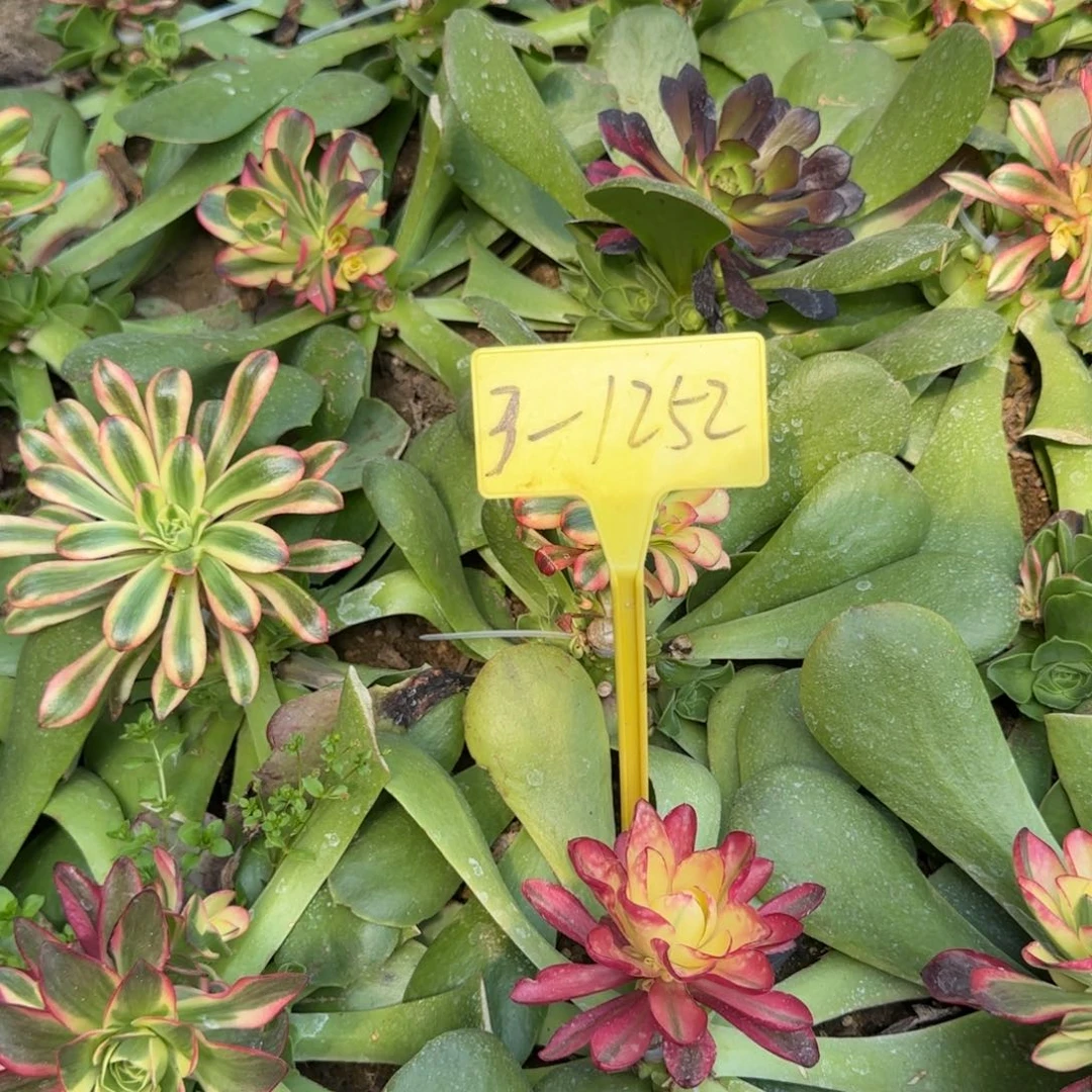 3-1252-++多头多肉植物