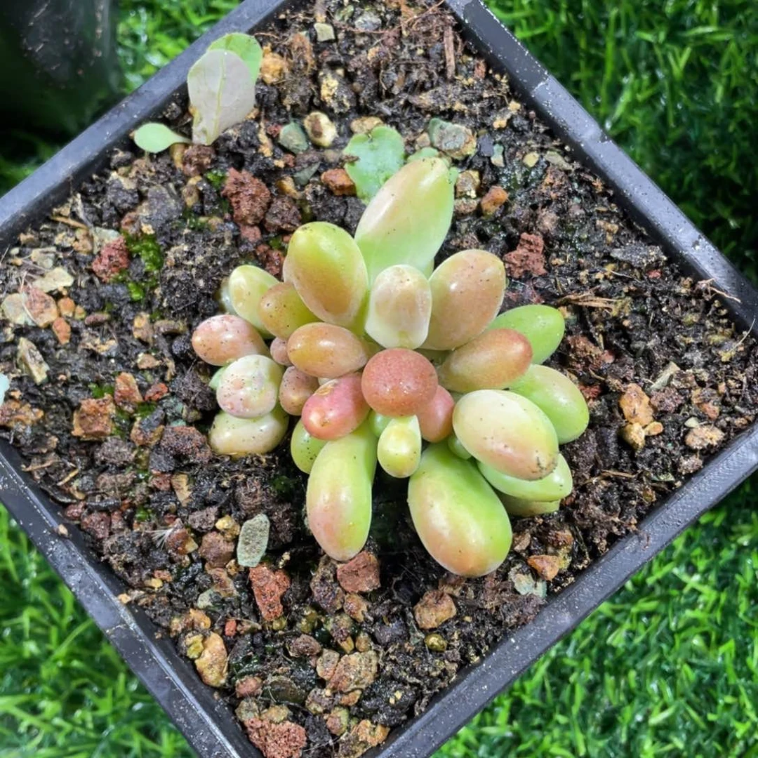 九*七正版芒果奶多肉植物