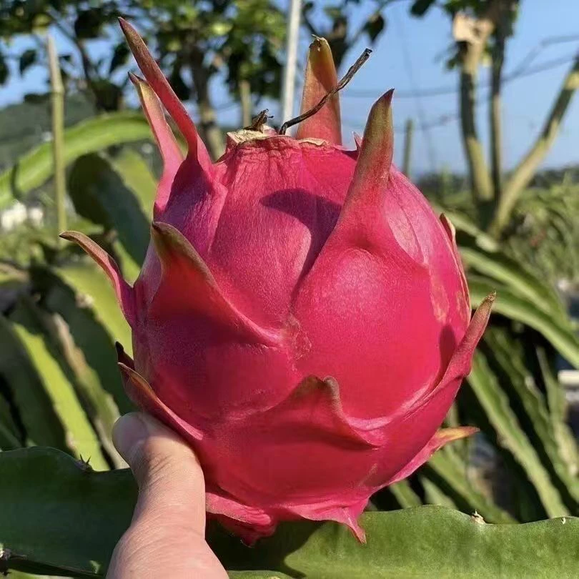 【金都一号】云南头茬西双版纳火龙果当季水果新鲜采摘带箱5斤