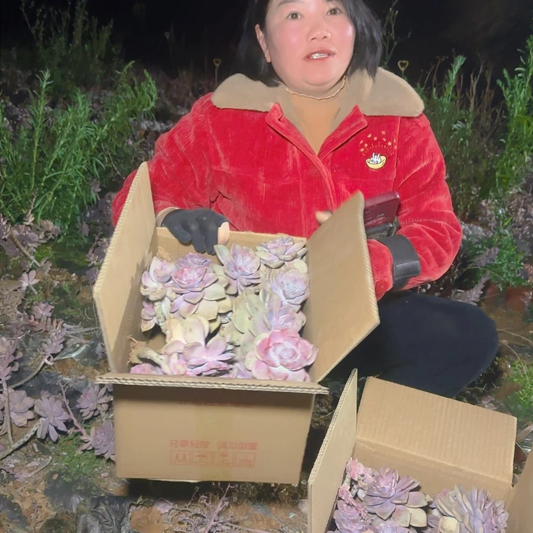 箱拍紫乐多肉多肉