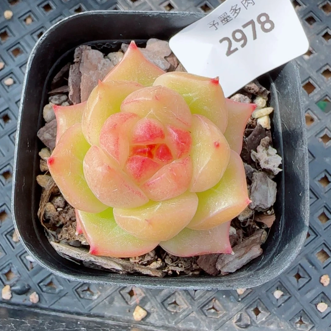 黄玉珍妮，2978多肉植物