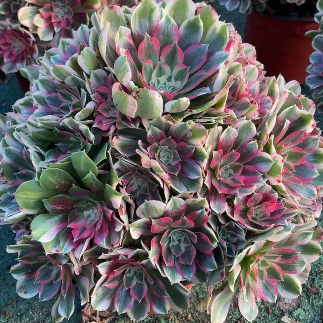 961大男神精品法师老桩