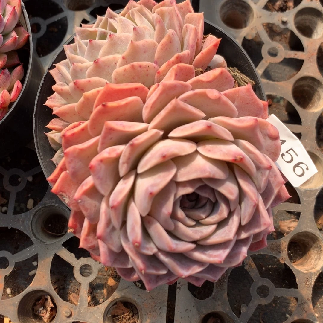 5456杂交精品基地14厘米