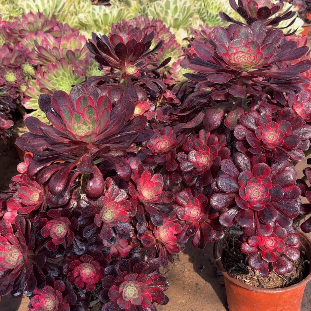 香奈儿木质老桩15.8木质