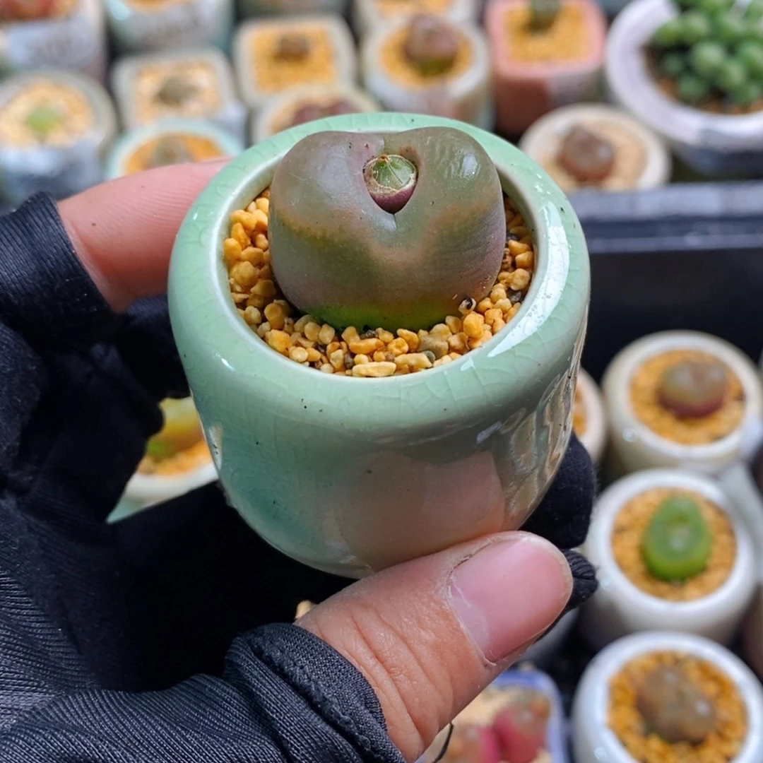 3075-一物一拍带盆